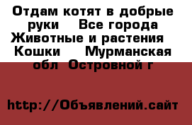 Отдам котят в добрые руки. - Все города Животные и растения » Кошки   . Мурманская обл.,Островной г.